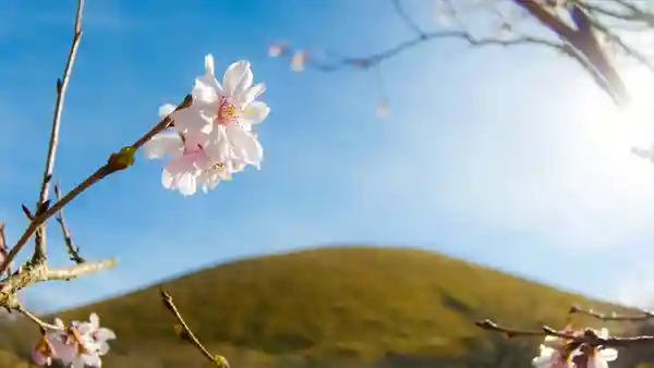 大室山・桜