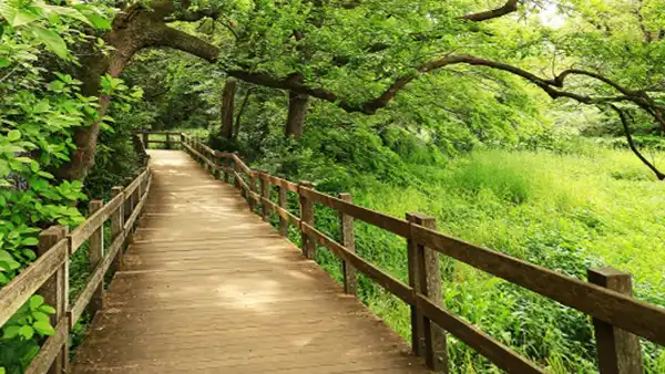 柿田川公園・遊歩道