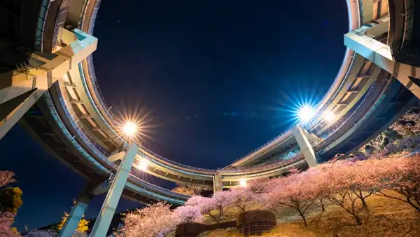 夜のループ橋と河津桜